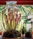 Ornamental Carnivorous Plant Terrarium