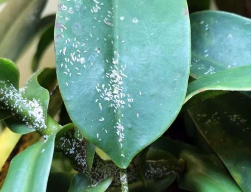 How to treat scale damage on Nepenthes