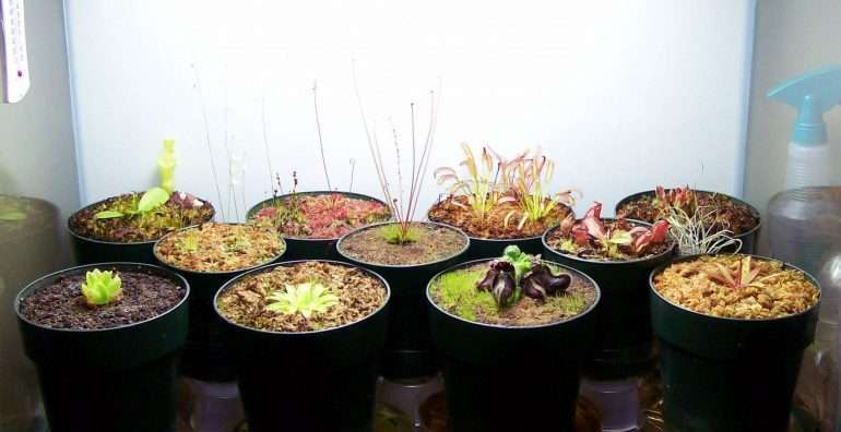tank terrarium for carnivorous plants