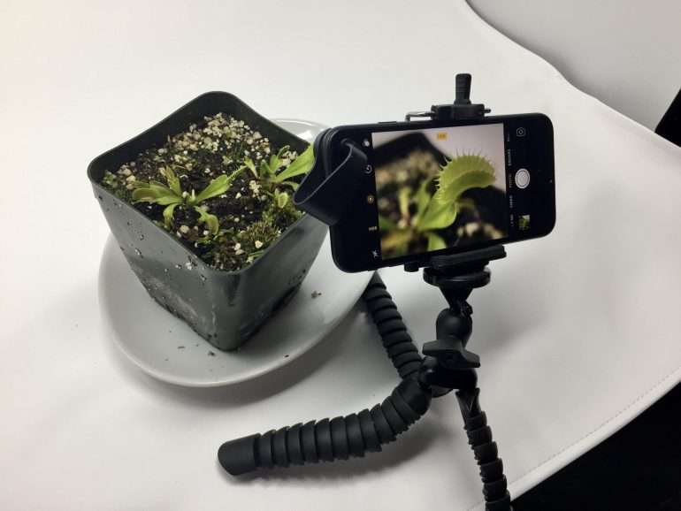 iphone macro plant photography setup