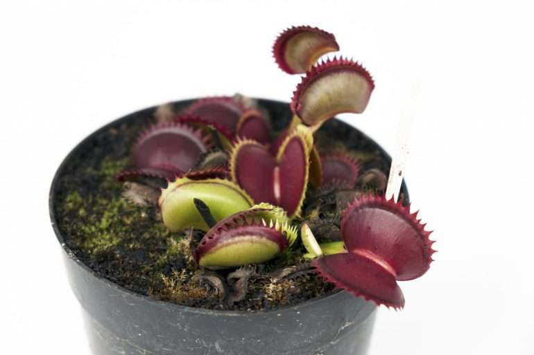 Dionaea muscipula jaws healthy Dionaea Jaws