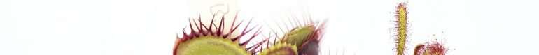 Venus flytrap growing 1 Venus flytrap growing 1
