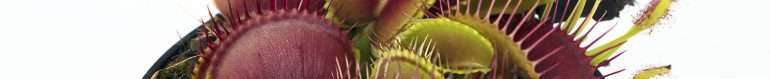 Venus flytrap growing 3 Venus flytrap growing 3
