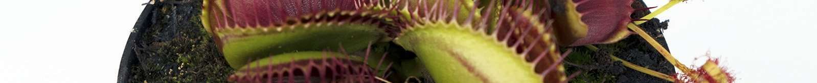 Venus flytrap growing 4 Venus flytrap growing 4