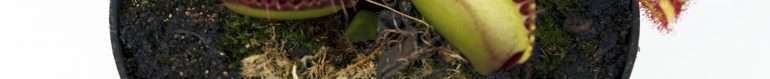 Venus flytrap growing 5 Venus flytrap growing 5