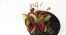 healthy Venus flytrap