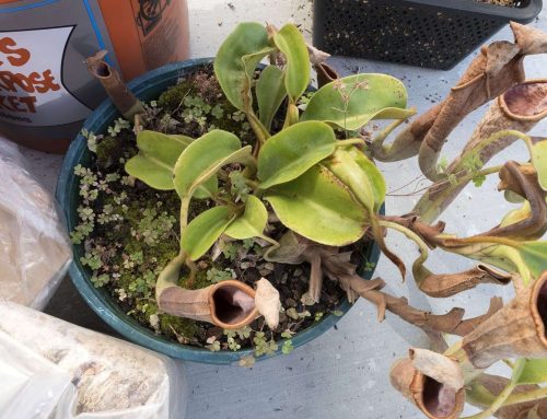 Transplanting and repotting Nepenthes