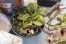 Nepenthes in need of transplanting