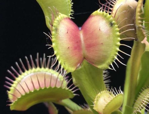 Carnivorous Plants: A Beginner’s Basic Grow Guide