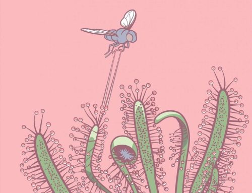 The Beginner’s Survival Guide to Carnivorous Plants