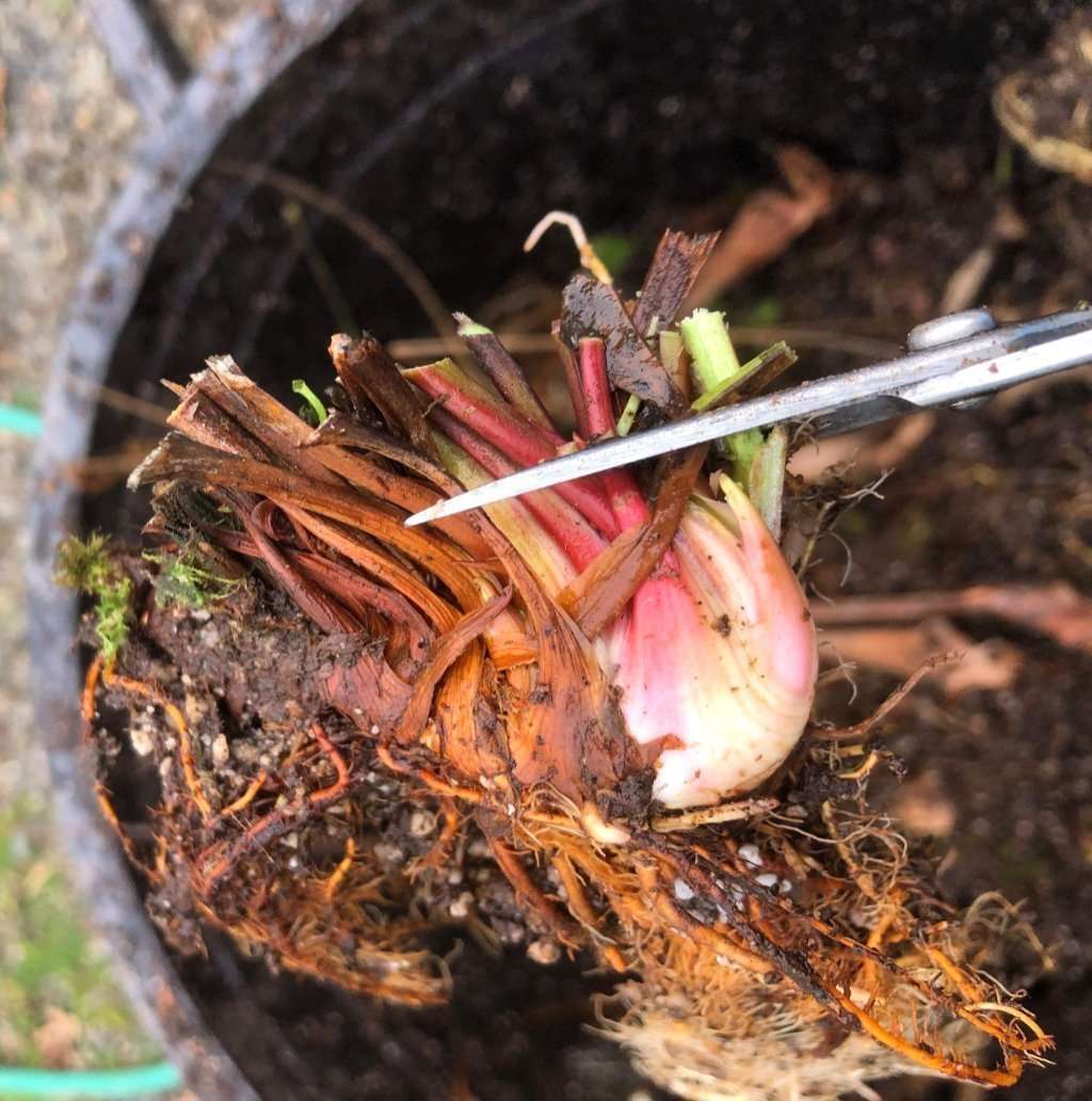 Cutting old growth on Sarracenia rhizome