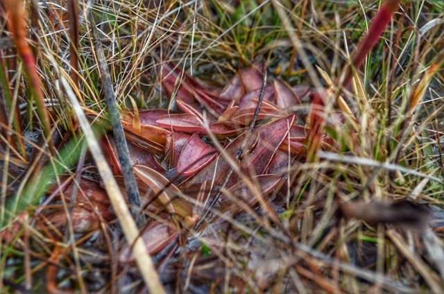 Pinguicula planifolia