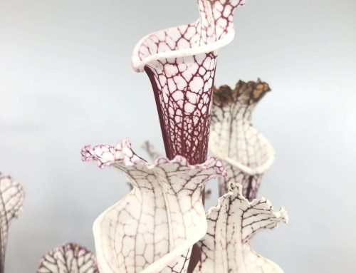 How to Sow Sarracenia Seeds