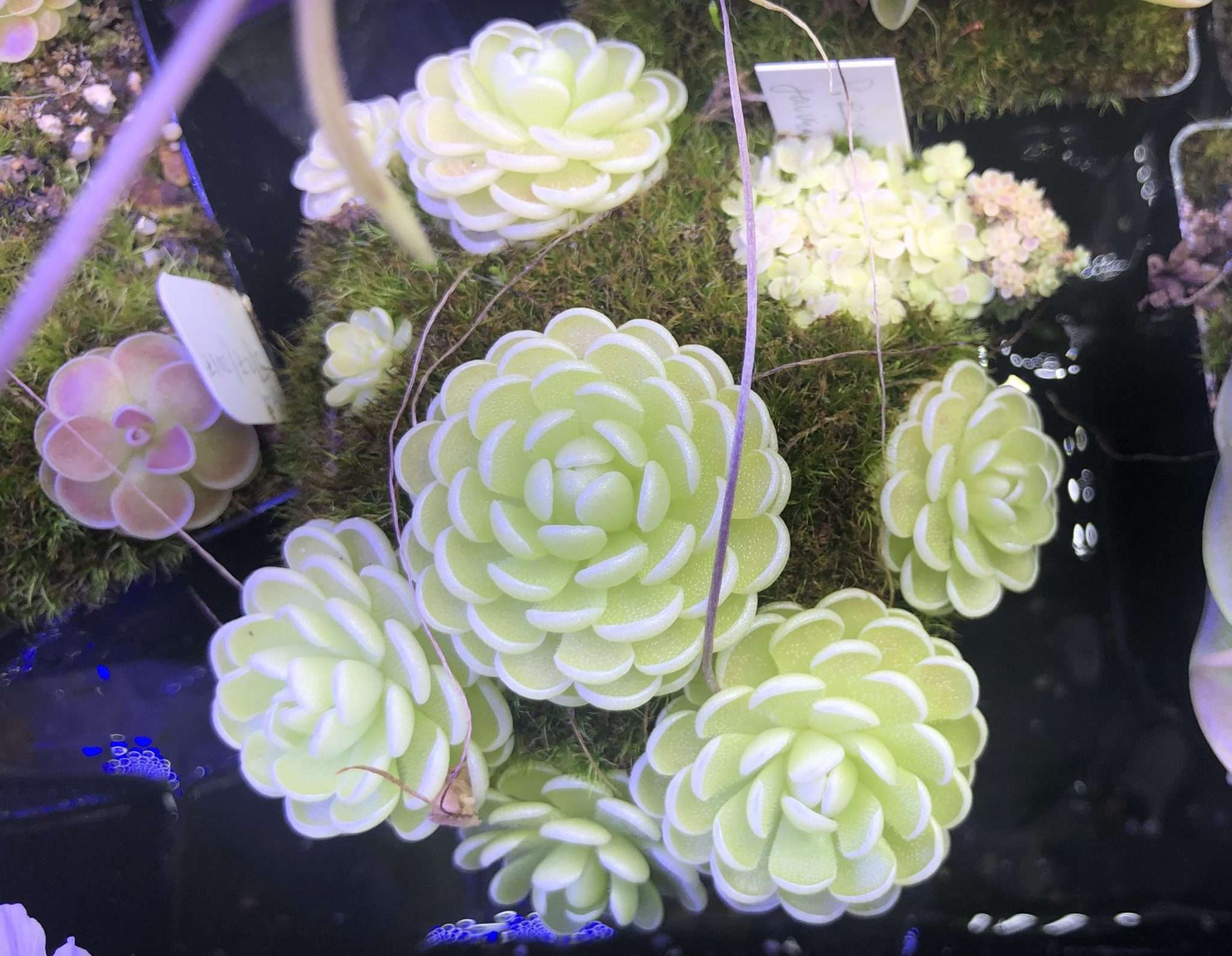 Cluster of Pinguicula