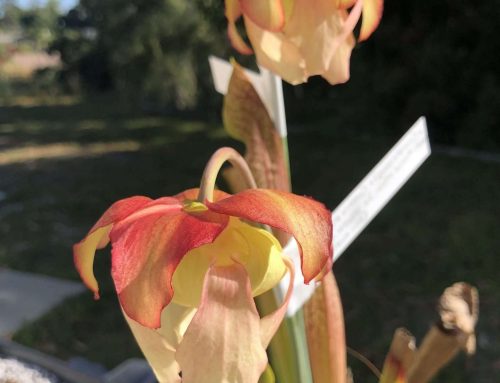 How to Pollinate and Hybridize Sarracenia