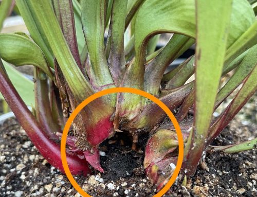Caterpillar Damage on Carnivorous Plants? Here’s What to Do