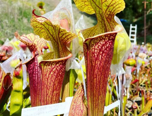 How to Prep Your Sarracenia for Optimal Spring Growth