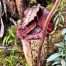 Nepenthes pongoides pitcher