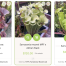 New plant product cards